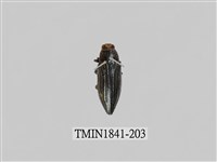 藏品(菲律賓產昆蟲)的圖片